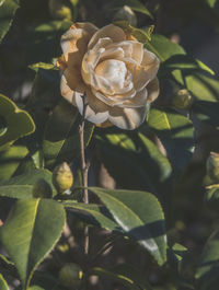 Close-up of flowers