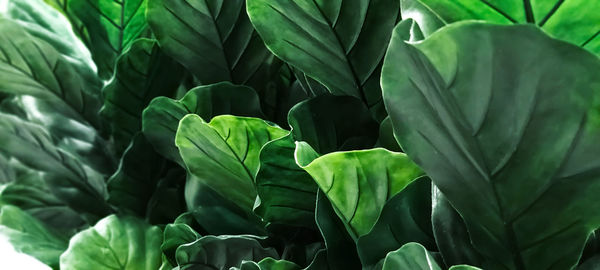 Close-up of green leaves