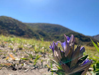 Close-up of purple crocus against blue sky