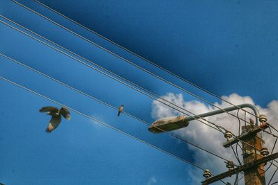 Low angle view of birds flying against clear blue sky