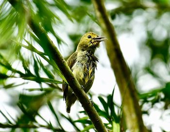 Bird perching on a branch