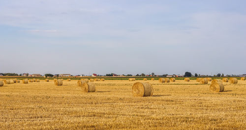 hay