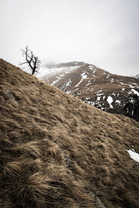 Scenic view of lone tree with mountains against sky