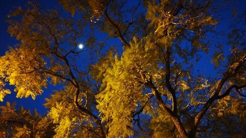 Low angle view of tree against clear sky