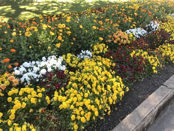 High angle view of yellow flowering plants