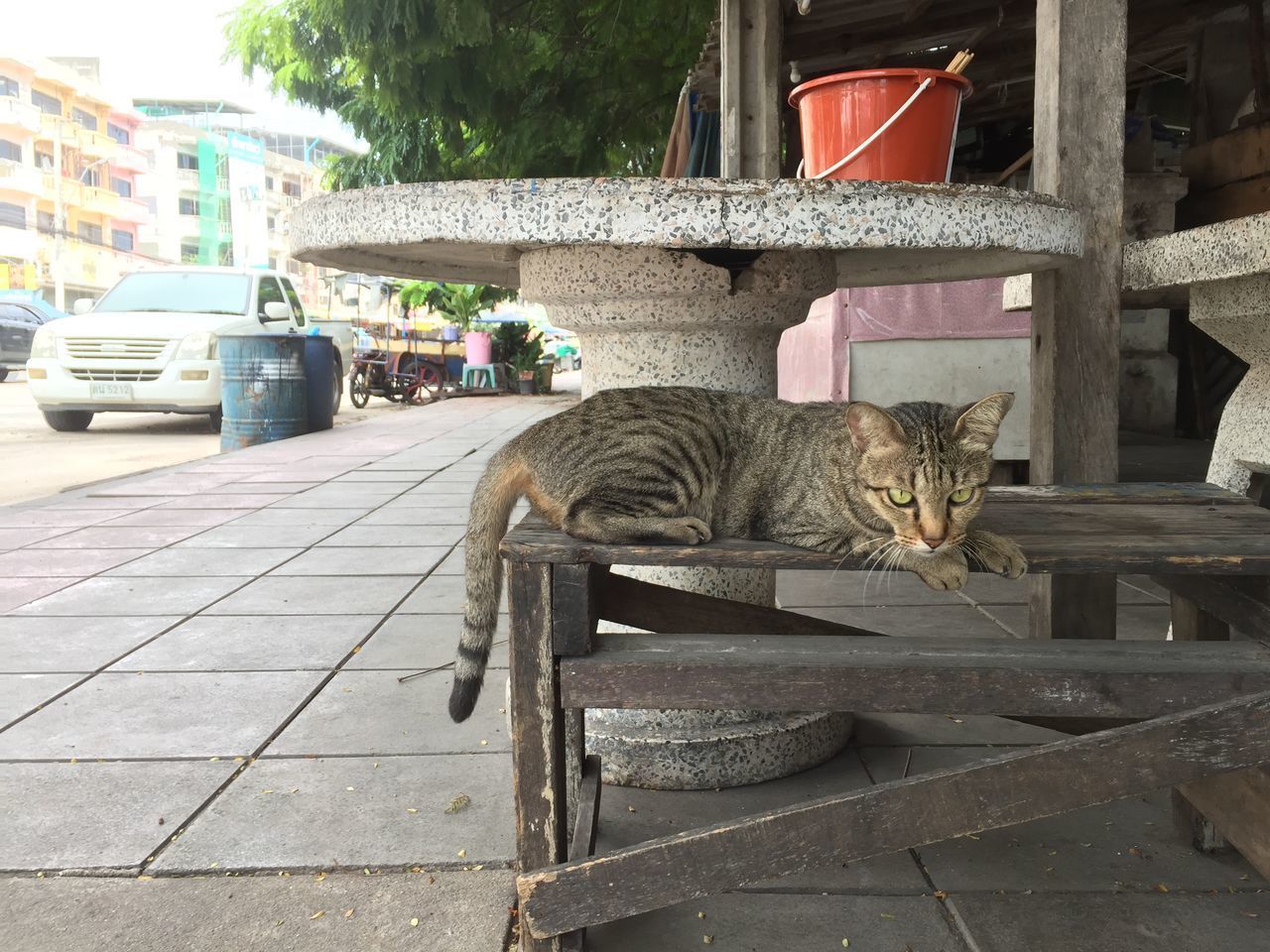 PORTRAIT OF A CAT SITTING ON THE FLOOR