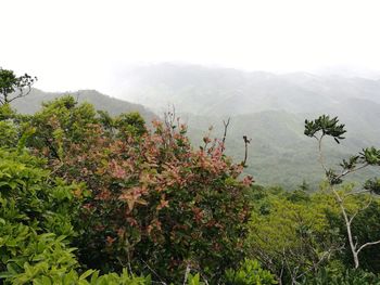 Trees and plants growing on landscape against sky