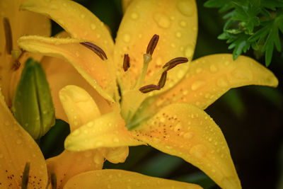 Close-up of wet yellow flower