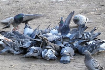 High angle view of seagulls on land