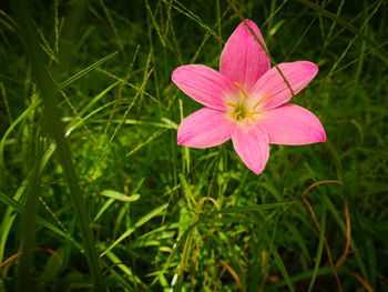 Close-up of pink flower