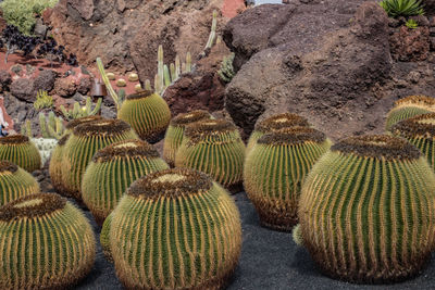 High angle view of cactus growing on field