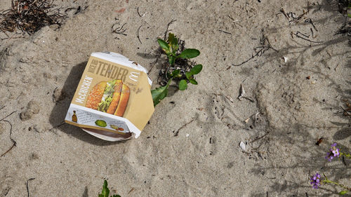 High angle view of flower plant on sand at beach