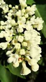 Close-up of white flowers