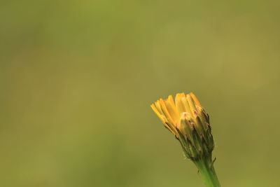 Close-up of yellow flowering plant