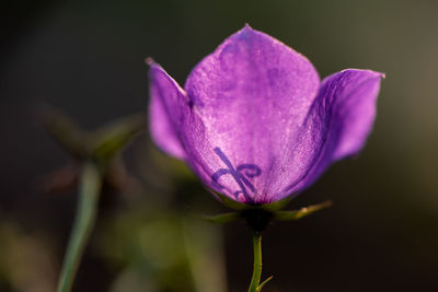 Close-up of purple iris flower