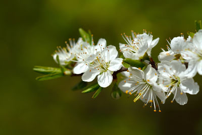 Close-up of white flowers on branch