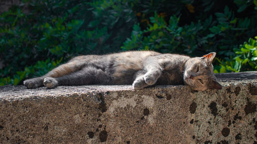 Cat sleeping on a wall