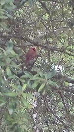 Close-up of bird perching on tree