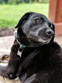 Close-up of a dog looking away