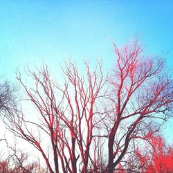 Low angle view of bare trees against blue sky