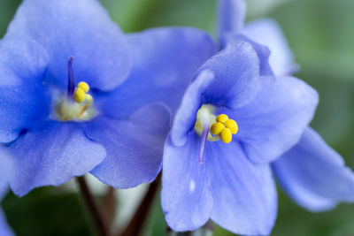 Close-up of blue flower