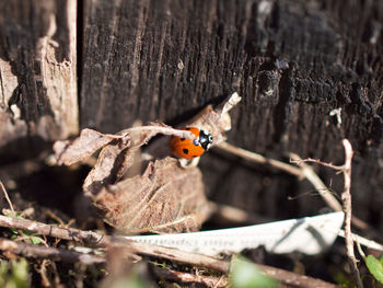 Close-up of ladybug on tree trunk