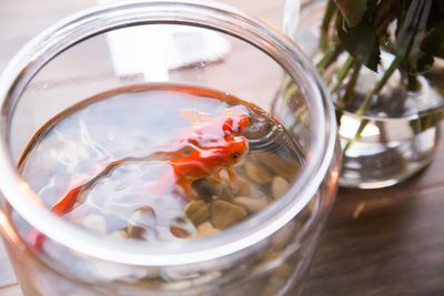 High angle view of goldfishes in bowl on table