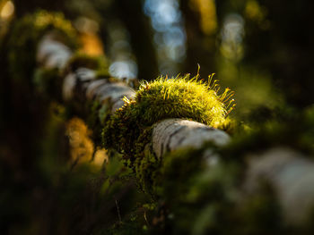 Close-up of moss growing on tree