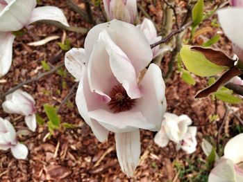 Close-up of white flowers blooming outdoors