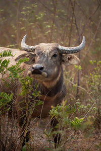 Portrait of an animal on land