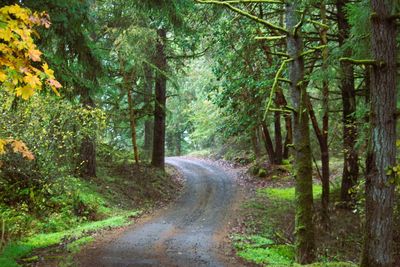 Road amidst trees in forest