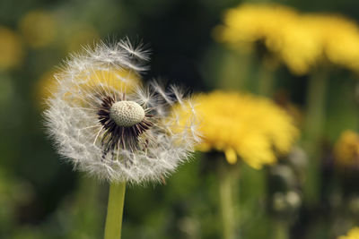 Close-up of dandelion flower