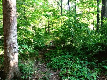 Trees in forest