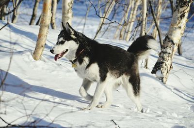 Dog on snow field during winter