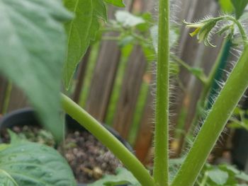 Close-up of green grass