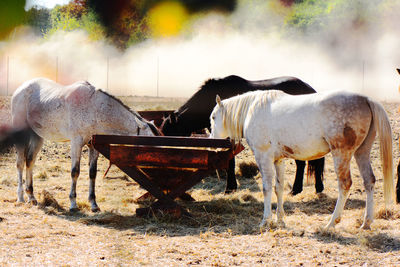 Horse standing in ranch