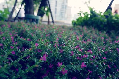 Close-up of flowers blooming outdoors