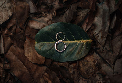 High angle view of dry leaves on land