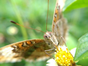 Close-up of butterfly on plant