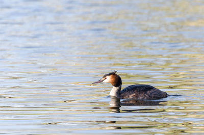 A grebe swimming in lake