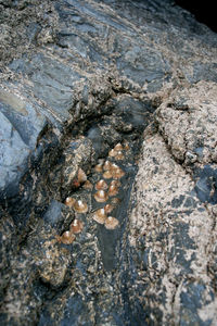 Close-up of turtle in water