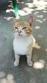 High angle portrait of cat looking down on floor