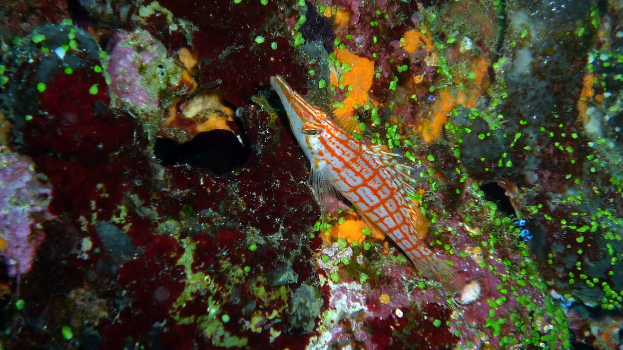 VIEW OF FISH UNDERWATER