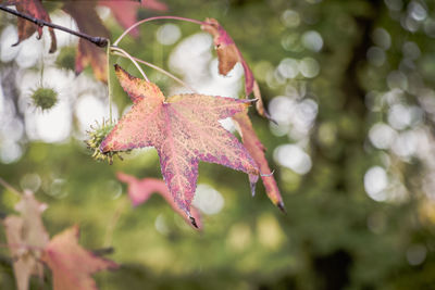 Close-up of maple leaves on plant