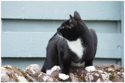 Cat sitting on wall