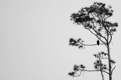 Low angle view of bare trees against clear sky