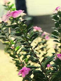 Close-up of pink flowers blooming outdoors