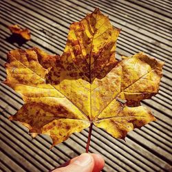 Close-up of yellow maple leaves