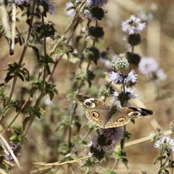 Close-up of butterfly pollinating on flower