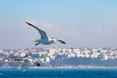 Seagulls flying over sea against sky